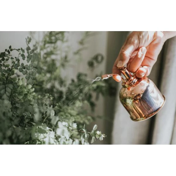 Exporteren Verborgen Tuin Winkel -Exporteren Verborgen Tuin Winkel 2